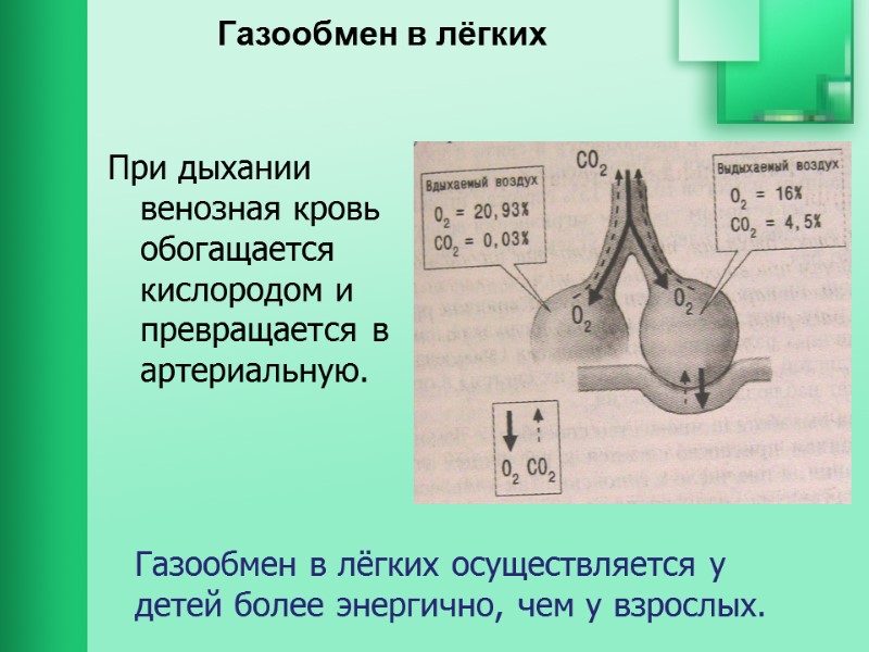 Газообмен в лёгких При дыхании  венозная кровь обогащается кислородом и превращается в артериальную.